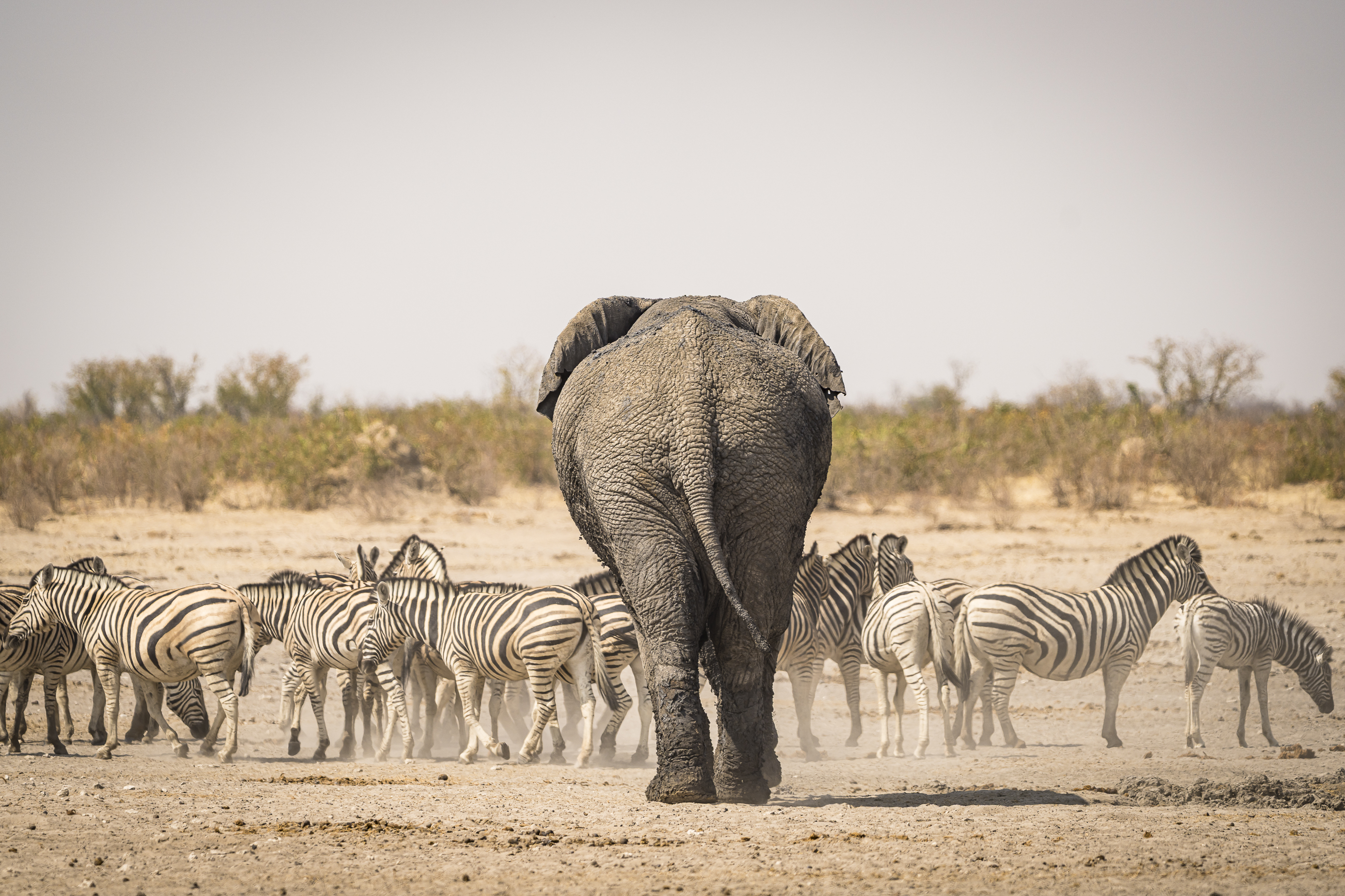 Namibia Elefant